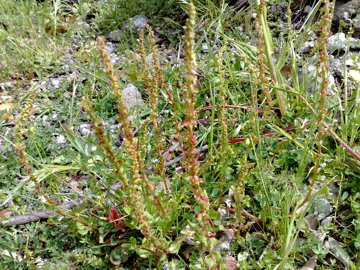 Rumex bucephalophorus